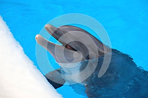 Smiling dolphin in Loro Parque in Puerto de la Cruz on Tenerife, Canary Islands