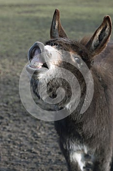 Smiling Donkey