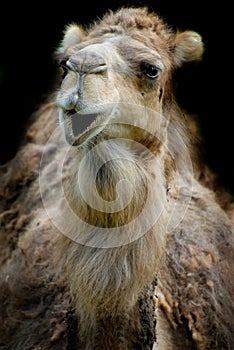 Smiling dromedary photo