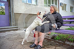 Smiling Elderly Woman Sitting on a Bench with Dog Trying to Lick her Face