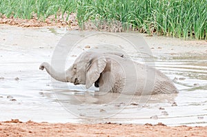 Smiling elephant calf playing in a muddy waterhole