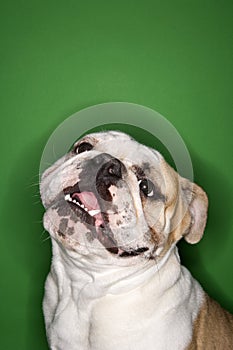 Smiling English Bulldog.