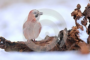 Smiling eurasian jay sitting with open beak on the stub covered by snow