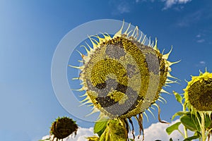 Smiling face of sunflower at summer time