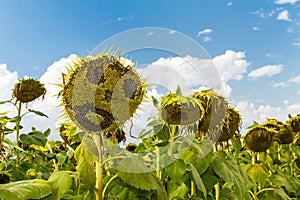 Smiling face of sunflower at summer time