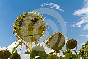 Smiling face of sunflower at summer time