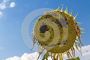 Smiling face of sunflower at summer time
