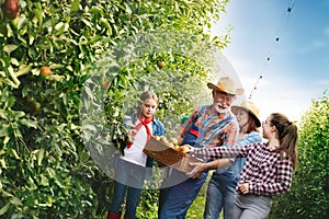 Smiling family working in apples orchard