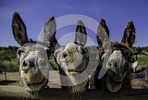 Smiling farm donkeys