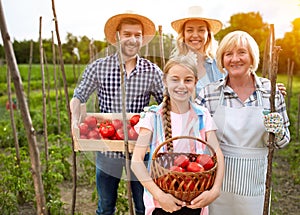 Smiling farmers picking tomatoes