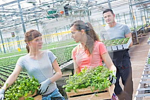 Smiling female botanists talking while carrying plants against male coworker in greenhouse