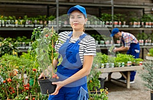 Smiling female garden center employee presenting potted tomato plant
