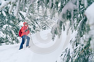 Smiling female trekker dressed red jacket in sunglases with trekking poles walking by snowy slope with fir-trees covered snow, Low