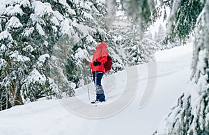 Smiling female trekker dressed red jacket with trekking poles enjoying fir-trees covered snow while walking by snowy slope, Low