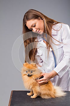 Smiling female vet with phonendoscope holding cute pomeranian do