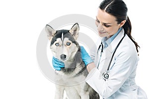 smiling female veterinarian holding husky
