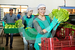 Smiling female worker of vegetable sorting factory arranging lettuce in boxes