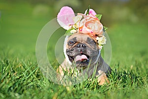 Smiling French Bulldog dog dressed up as Easter bunny with rabbit ear headband costume with spring flowers lying in grass