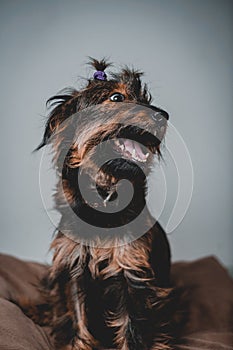 smiling friendly dog standing and looking side. Teeth smile. Tongue out