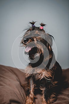 smiling friendly dog standing and looking side. Teeth smile. Tongue out