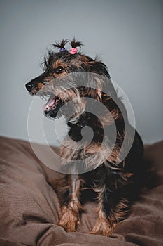 smiling friendly dog standing and looking side. Teeth smile. Tongue out