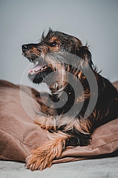 smiling friendly dog standing and looking side. Teeth smile. Tongue out