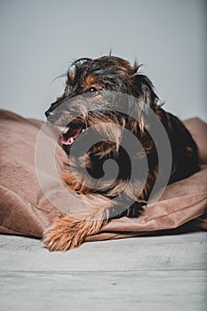 smiling friendly dog standing and looking side. Teeth smile. Tongue out