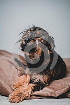 smiling friendly dog standing and looking side. Teeth smile. Tongue out