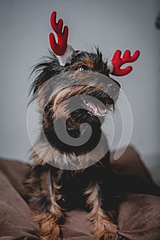 smiling friendly dog standing and looking side. Teeth smile. Tongue out. With red deer horns