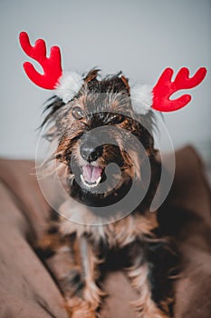 smiling friendly dog standing and looking side. Teeth smile. Tongue out. With red deer horns