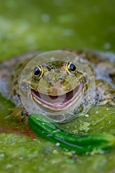 Smiling Frog in water. One common frog with open mouth in vegetated areas. Pelophylax lessonae