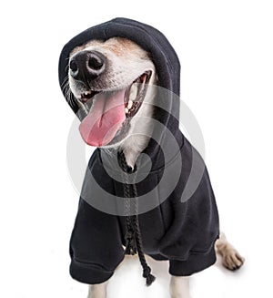 Smiling funny gangster dog in black hoodie jumper. White background