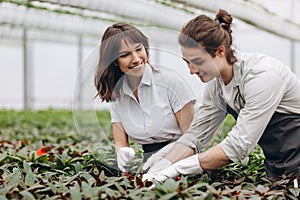 Smiling gardeners with shovels planting flowers in glasshouse