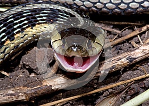 Smiling Garter Snake