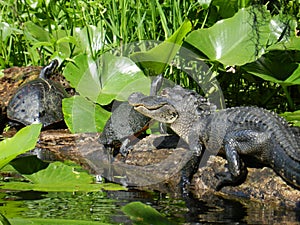 Smiling gator