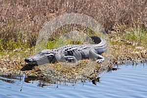 Smiling Gator