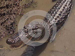 Smiling gator