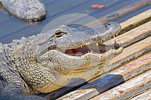 Smiling Gator In The Sun