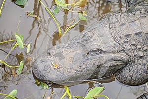 Smiling Gator in the Water.