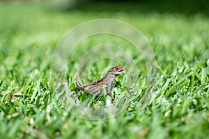 Smiling gecko