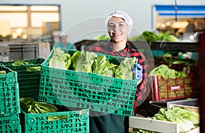 Smiling girl vegetable factory worker with lettuce