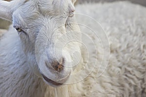 Smiling Goat