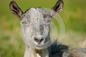 Smiling goat, capra photo