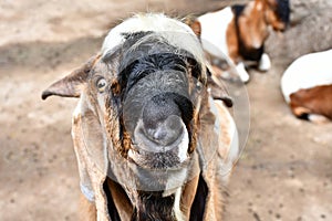 smiling goat looking at camera