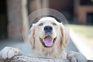 Smiling Golden Retriever Dog Eyes Close Up Focus on a Wooden Fen