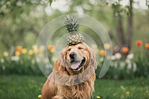 Smiling golden Retriever in flowers holds pineapple on the head