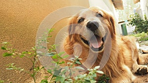 Smiling Golden retriver