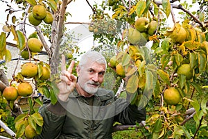 The smiling gray-haired man likes to collect pears