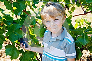 Smiling happy blond kid boy picking ripe blue grapes on grapevine. Child helping with harvest. amous vineyard near Mosel