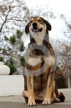 Smiling happy dog sitting in park. Happy animal. Dog symbol of year. Dog portrait.